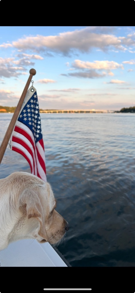 Yellow Labrador on boat with American flag and bridge in background